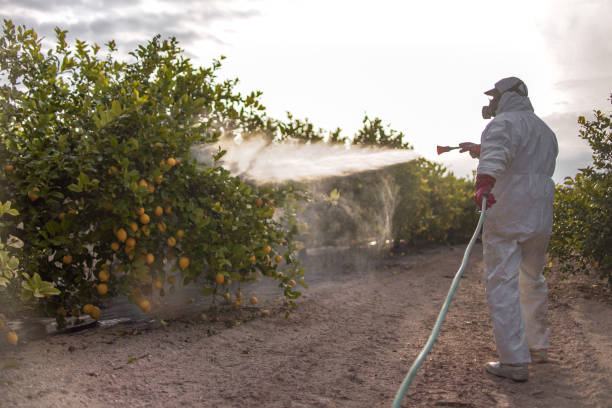 Best Affordable Pest Control Services  in Burlingame, CA