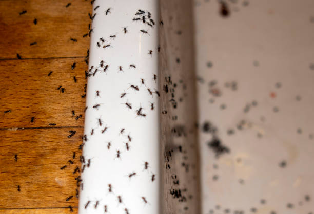 Best Affordable Exterminators  in Burlingame, CA