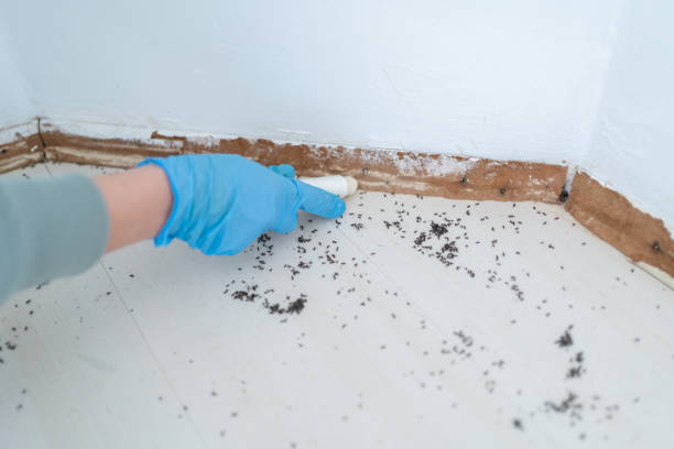 Best Cockroach Control Services  in Burlingame, CA